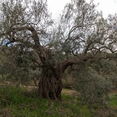 بيت للعطل La Casa Sulla Collina