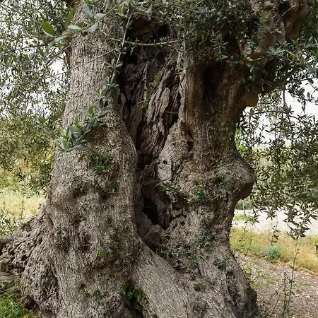 La Casa Sulla Collina * كيارامونتي غولفي